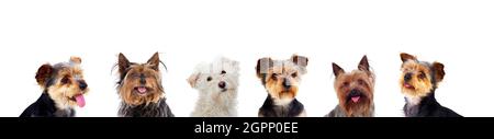 Set di Cute Yorkshire Terrier Foto con un altro cane piccolo bianco Foto Stock