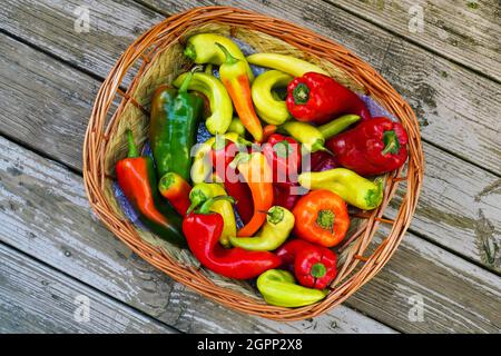Cestino di peperoni misti dal giardino Foto Stock