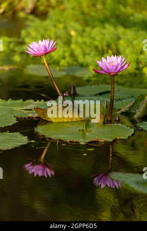 Ninfee in stagno Foto Stock