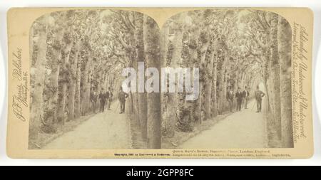 Queen Mary's Bower, Hampton Court, Londra, Inghilterra, 1892. [Un tunnel di carpine tagliato costruito di quercia con piccole finestre di osservazione, uno dei due promenades rialzato per osservare il giardino]. Stampa in argento albume, stereocard. Foto Stock