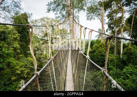 Ghana, passeggiata con tettoia attraverso la foresta pluviale tropicale nel Parco Nazionale di Kakum Foto Stock