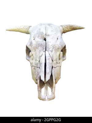 cranio animale - cranio toro isolato su sfondo bianco Foto Stock