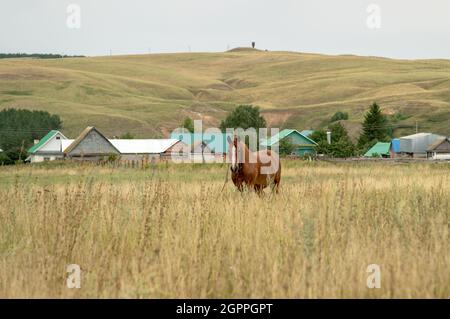 Il cavallo di Lone si sgrana in una radura sullo sfondo di un villaggio Foto Stock