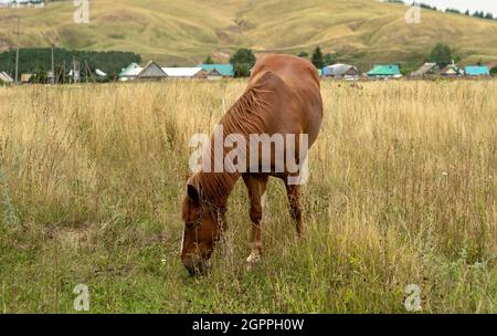 Il cavallo di Lone si sgrana in una radura sullo sfondo di un villaggio Foto Stock