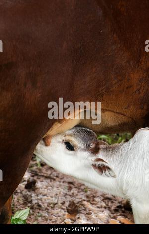 Vitello bianco carino che mangia latte dalla sua mucca madre Foto Stock