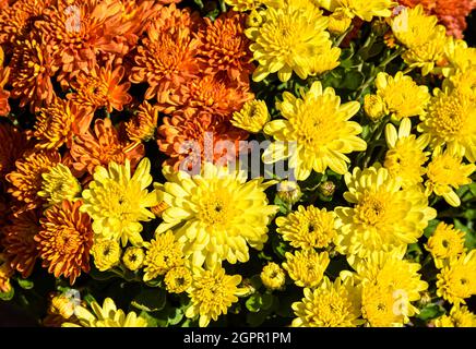 Le mamme d'autunno nei colori giallo e arancione. Primo piano. Sfondo floreale. Foto Stock