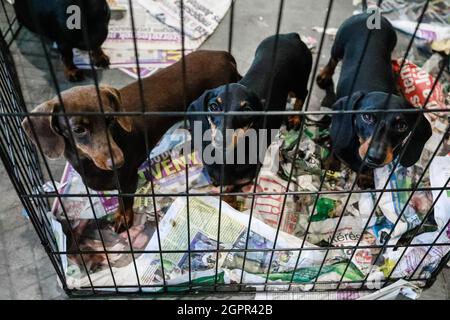 Brno, Repubblica Ceca. 30 settembre 2021. Il World Dog Show si è tenuto a Brno, Repubblica Ceca, giovedì 30 settembre 2021. Credit: Monika Hlavacova/CTK Photo/Alamy Live News Foto Stock