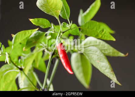 Peperoncini rossi su un ramo con foglie Foto Stock