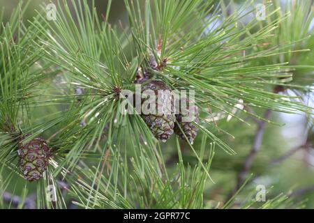 Coni verdi resinosi su rami di pino in Croazia. Foto Stock