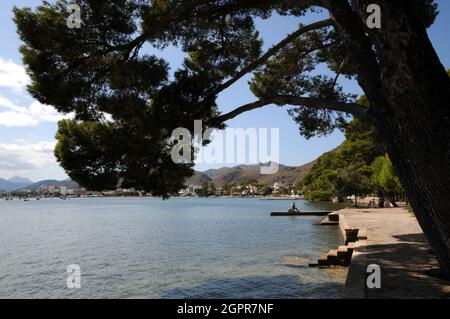 L'area della spiaggia all'estremità nord di Port de Pollenca, conosciuta come Pine Walk, è tranquilla, residenziale e un mondo lontano dalla spiaggia principale. Foto Stock