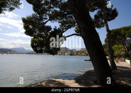 L'area della spiaggia all'estremità nord di Port de Pollenca, conosciuta come Pine Walk, è tranquilla, residenziale e un mondo lontano dalla spiaggia principale. Foto Stock