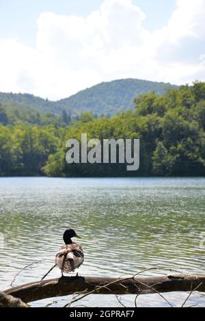 Un'anatra era in piedi su un ramo accanto al lago. Foto Stock