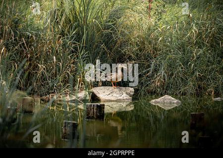 Primo piano di un'anatra marrone d'oca in piedi su una pietra vicino al lago d'acqua con nella foresta Foto Stock