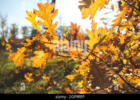 Autunno foglie colorate che oscillano in un albero in autunno Parco. Autunno sfondo colorato, autunno sfondo. Autunno foglie sull'albero Foto Stock