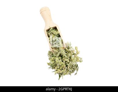 Artemisia vulgaris a secco le parti comuni della pianta del mugwort su cucchiaio di legno isolato su bianco, scatto dello studio. Concetto di medicina a base di erbe. Foto Stock