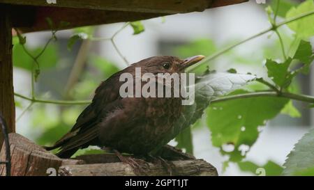 Primo piano di un Dunnock appollaiato su un ramo