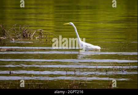 Ergret porge pazientemente cibo lungo le rive del fiume francese Board in Tennessee. Foto Stock