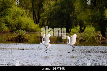 Le egrete proformano una danza mattante lungo le rive del fiume francese Board in Tennessee Foto Stock