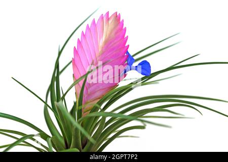 Fioritura della tillandsia di fronte a sfondo bianco Foto Stock