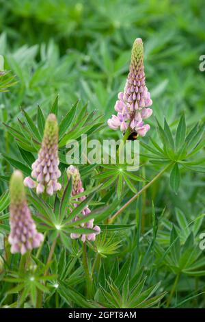 Lupini selvatici (Lupinus perennis) fioriti da un fiume a Scotalnd Foto Stock