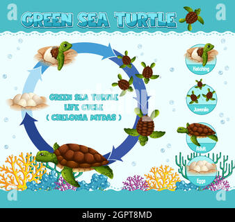 Diagramma che mostra il ciclo di vita della tartaruga Illustrazione Vettoriale