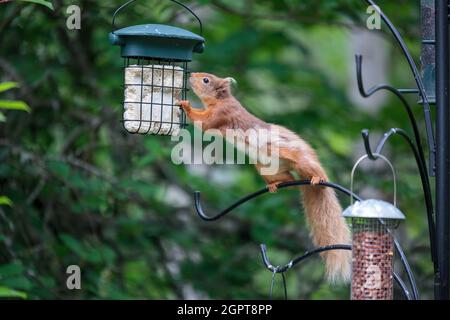 Scoiattolo rosso eurasiatico (Sciurus vulgaris) su un alimentatore di uccelli Foto Stock