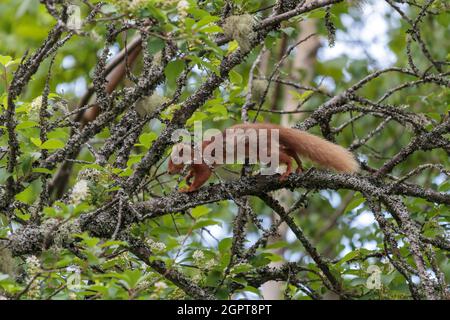 Scoiattolo rosso eurasiatico (Sciurus vulgaris) che scorre attraverso un albero Foto Stock