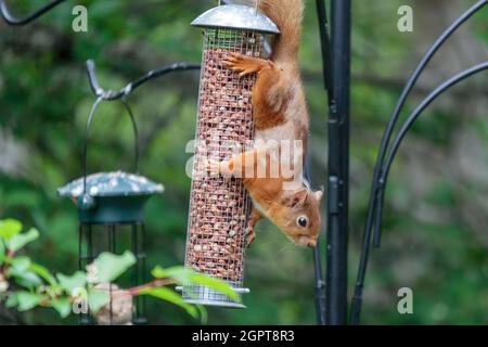Scoiattolo rosso eurasiatico (Sciurus vulgaris) su un alimentatore di uccelli Foto Stock