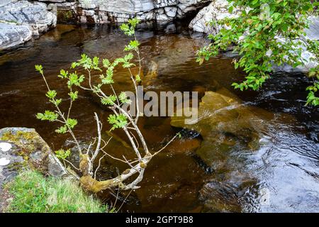 Europeo Rowan albero o cenere di montagna (Sorbus aucuparia), in primavera sulla riva del fiume Tay Foto Stock