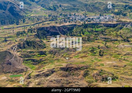 Terrazze agricole in canyon Colca, Perù Foto Stock