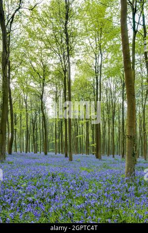 Bluebells in boschi Wepham Foto Stock