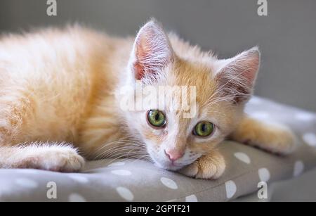 Ritratto di carino gattino rosso sono steso su un cuscino, animale domestico a casa. Foto Stock