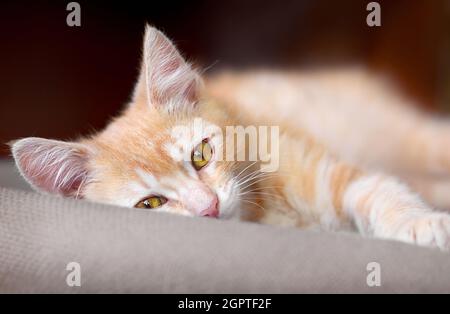 Carino gattino rosso sono steso su un cuscino e guardando la macchina fotografica. Foto Stock