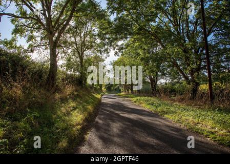 Hampshire, Inghilterra, Regno Unito. 2021. Nel tardo pomeriggio la luce del sole splende attraverso gli alberi su una corsia di campagna durante l'inizio dell'autunno in Hampshire, Regno Unito Foto Stock