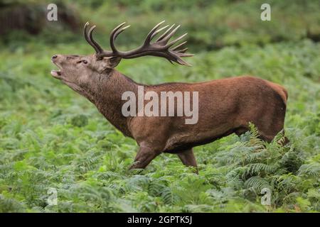 Richmond, Londra, Regno Unito. 30 settembre 2021. Un cervo rosso (cervus elaphus) con formiche impressionanti ha riunito un 'harem' di femmine intorno a lui ed è fortemente ruggente durante la stagione autunnale rutting in Richmond Park. Durante il rut, i maschi gareggiano per l'attenzione delle femmine, spesso facendo sentire la loro presenza e bloccando le loro formiche durante i combattimenti. Spesso si esauriscono mantenendo il loro harem, il gruppo di femmine insieme e asserendo il loro stato dominante con altri maschi allo stesso tempo. Credit: Imagplotter/Alamy Live News Foto Stock