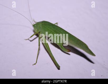 Il pappagallo-cricket (o pappagallo) è una specie di pappagallo-cricket appartenente alla famiglia delle Tettigoniidae della famiglia delle Pateropterinae. Foto Stock