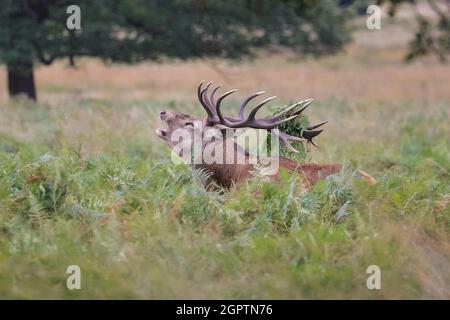Richmond, Londra, Regno Unito. 30 settembre 2021. Un cervo rosso (cervus elaphus) con formiche impressionanti ha riunito un 'harem' di femmine intorno a lui ed è fortemente ruggente durante la stagione autunnale rutting in Richmond Park. Durante il rut, i maschi gareggiano per l'attenzione delle femmine, spesso facendo sentire la loro presenza e bloccando le loro formiche durante i combattimenti. Spesso si esauriscono mantenendo il loro harem, il gruppo di femmine insieme e asserendo il loro stato dominante con altri maschi allo stesso tempo. Credit: Imagplotter/Alamy Live News Foto Stock