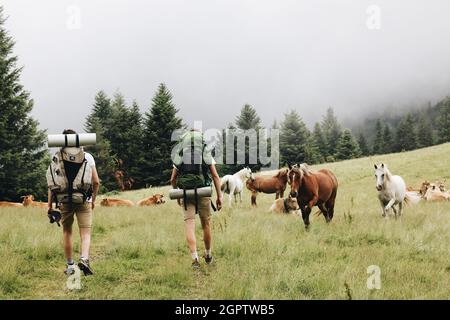 Vista di due escursionisti con zaini che camminano nella foresta di nebbia con cavalli Foto Stock