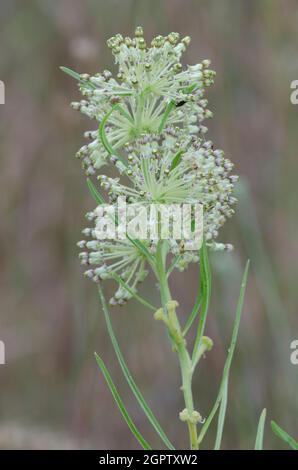 Slimleaf Milkweed, Asclepias stenophylla Foto Stock
