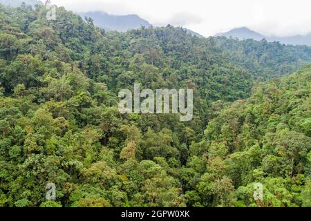 Foresta nuvolosa vicino a Mindo, Ecuador. Foto Stock