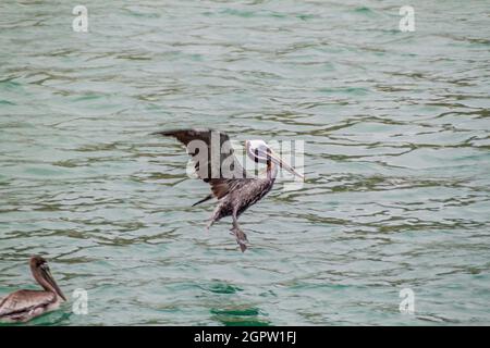 Pellicani nel Parco Nazionale di Machalilla, Ecuador Foto Stock