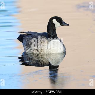 Un'oca Cackling si trasforma in acque riflettenti dai colori neutri. Foto Stock