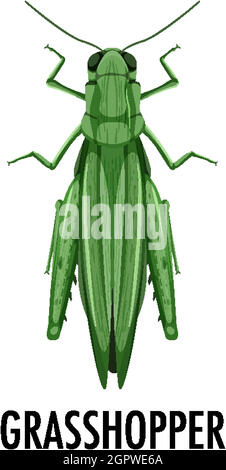 Grasshopper isolati su sfondo bianco Illustrazione Vettoriale