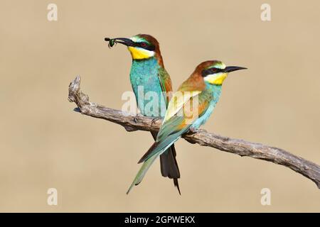 Due apicolori europei (Apiaster Merops) che si accamparono - uno con un coleottero nel becco - su uno sfondo sfocato Foto Stock