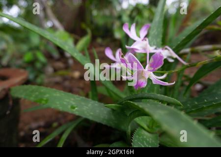 Aloe vera Orchidea piante Foto Stock