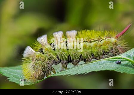 Tussock pallido (Calliteara pudibunda / Phalaena pudibunda) coloratissimo bruco giallo. Moth è originaria dell'Europa e dell'Asia Foto Stock