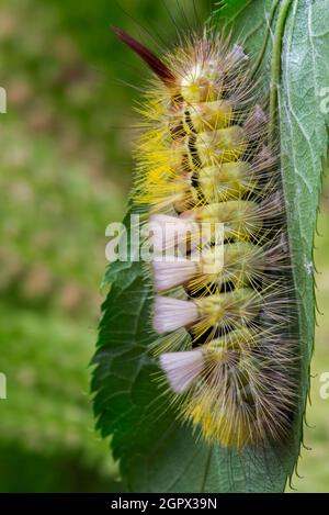 Tussock pallido (Calliteara pudibunda / Phalaena pudibunda) coloratissimo bruco giallo. Moth è originaria dell'Europa e dell'Asia Foto Stock