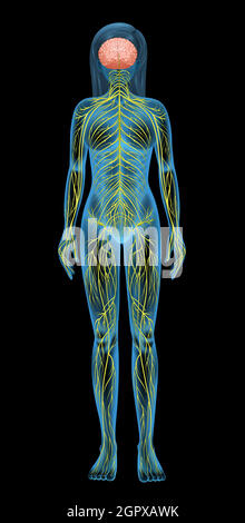 Sistema nervoso umano Illustrazione Vettoriale