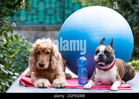 Carino cocker spaniel e Boston terrier pronto per pilates lezione, fitness concept fotografia, divertente fotografia, cani come persone Foto Stock