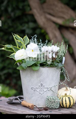 fiore di viola bianco, ciclamino e fiore di erica in vaso di piante d'annata Foto Stock